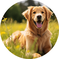 Veterinary Care For Pet Dog - Sangam Vet