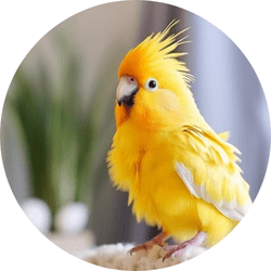 Veterinary Care For Pet Birds - Sangam Vet