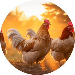 Veterinary Care For Pet Poultry - Sangam Vet